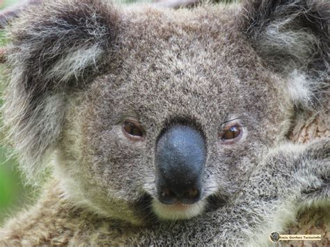 Do koalas have good eyesight? – the KOALA