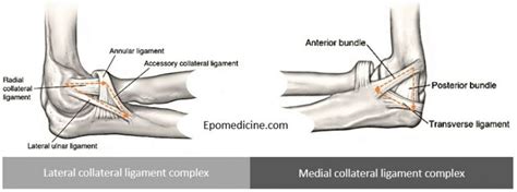 Elbow ligaments : Simplified Anatomy | Epomedicine