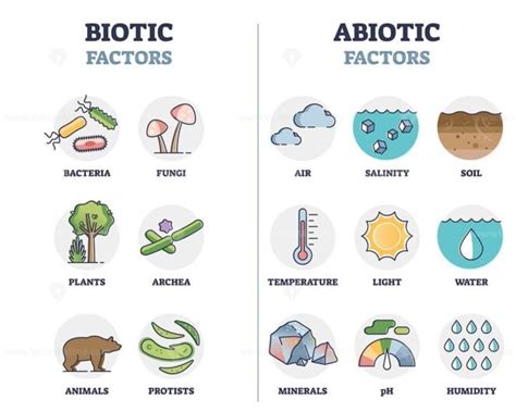 Biotic and abiotic factors as biological elements division outline diagram - VectorMine