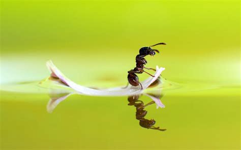 Funny Ant Macro Wallpapers HD / Desktop and Mobile Backgrounds