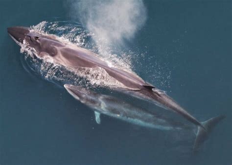 9 Interesting Sei Whale Facts - MarinePatch