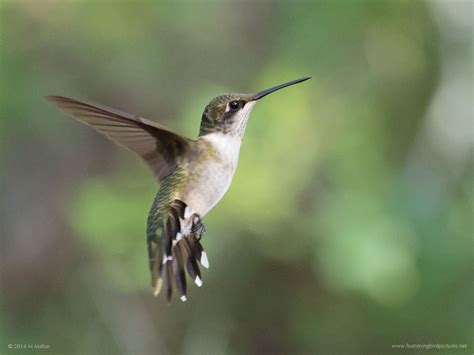 Ruby-throated Hummingbird