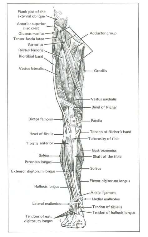 Anterior Leg Muscles Diagram