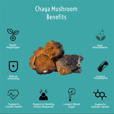 Chaga Mushroom: Best 6 Medical Benefits