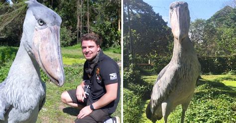 [VIDEO] Man Reunites With ‘Dinosaur-Looking’ Shoebill Stork He First ...