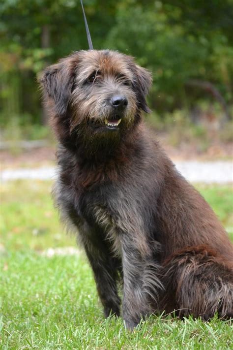 Irish Wolfhound Lab Mix Breeder - MIXERXJ