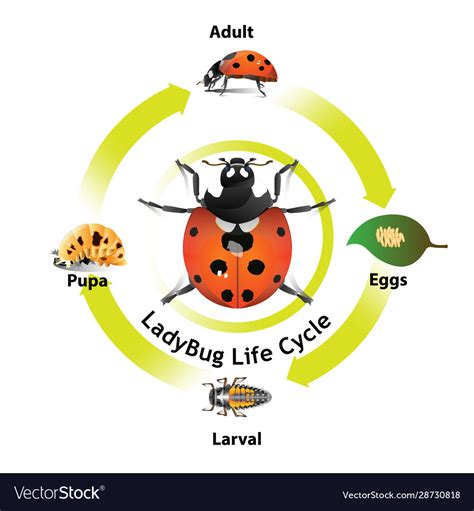 Ladybug life cycle Royalty Free Vector Image - VectorStock