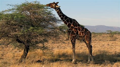 Giraffe Kenya Safari Samburu - Free photo on Pixabay - Pixabay