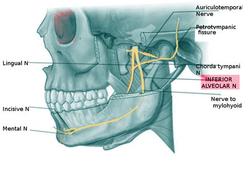 Anatomy, Head and Neck: Alveolar Nerve - StatPearls - NCBI Bookshelf