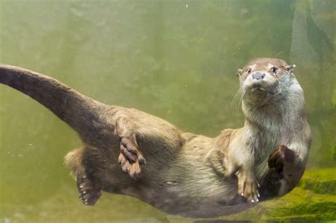 16 Playful Facts About Otters | Mental Floss