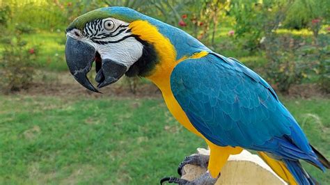 Macaw Natural Sounds and Calls - YouTube