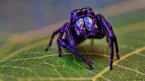 Queensland jumping spider | Jumping spider, Spider, Tarantula