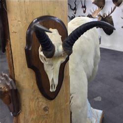 TOPI HORNS, AFRICAN PLAINS, 15'' L, TIP TO TIP