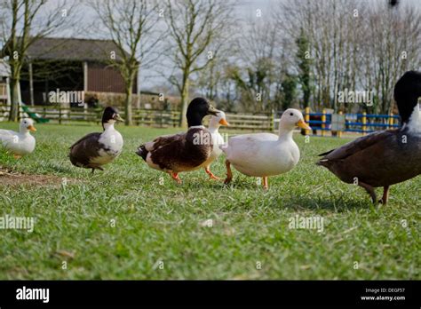 Ducks Waddling High Resolution Stock Photography and Images - Alamy