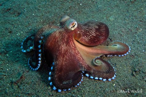 Coconut Octopus (Amphioctopus Marginatus) in Lembeh