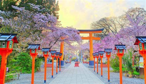 20 Best Kyoto Cherry Blossom Spots (Sakura Hanami Top Tips)