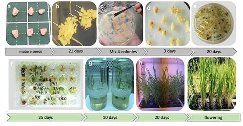 Agrobacterium-mediated Transformation of Japonica Rice Using Mature Embryos and Regenerated ...