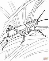 Coloriage Coloriages Locust Designlooter Coloringhome Sketch Coloring Page sketch template