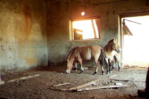 Chernobyl shocker: Endangered wild horses move into Exclusion Zone