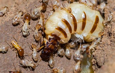 All You Need to Know about Termite Queens - Complete Guide