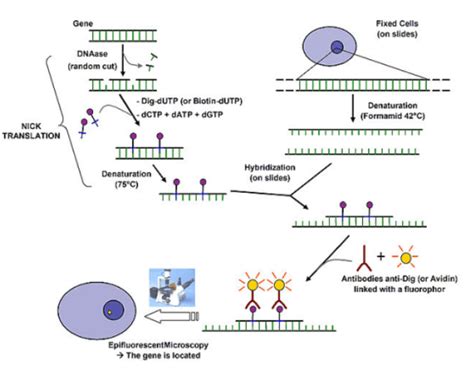 Fluorescence In Situ Hybridization