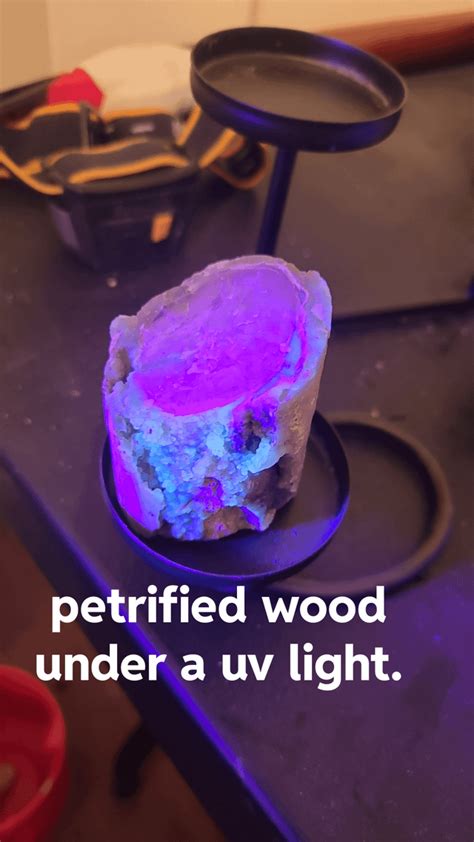 Petrified wood. : r/rockhounds