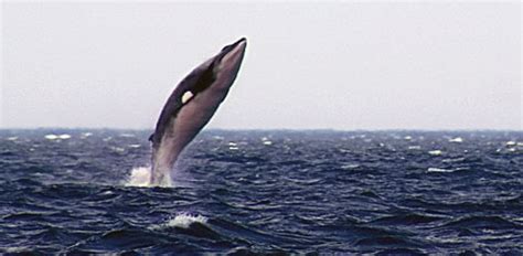 Minke Whale – Balaenoptera acutorostrata - Aquatic Mammals