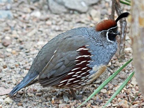 Birds of The World: New World Quail (Odontophoridae)