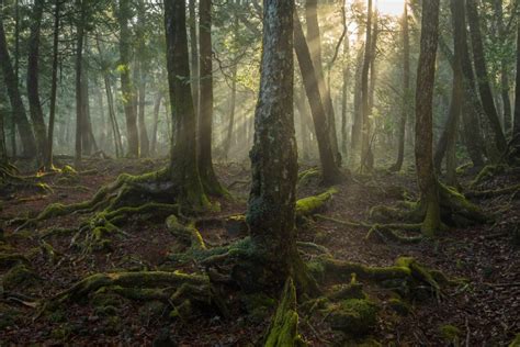 Aokigahara Forest | Travel Japan - Japan National Tourism Organization ...