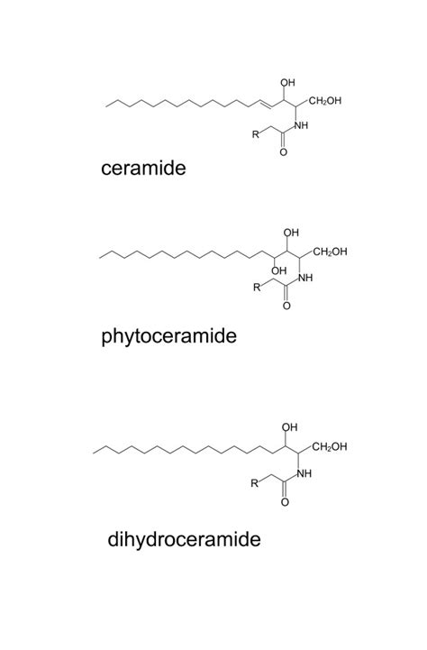 Ceramide Structure