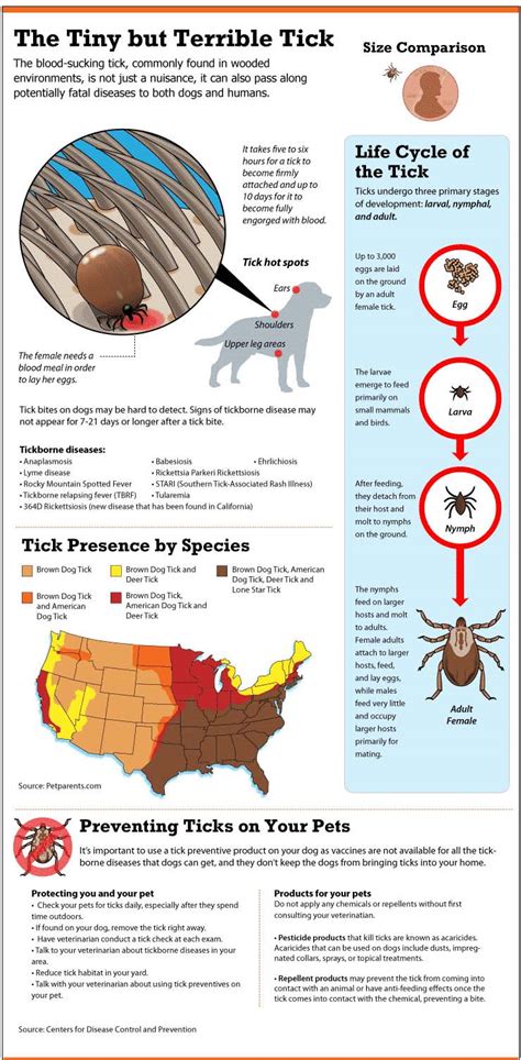 Lyme Disease in Dogs: 10 Ways to Prevent and Treat It Effectively