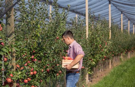 Farmer harvesting apples in orchard Stock Photo | Adobe Stock