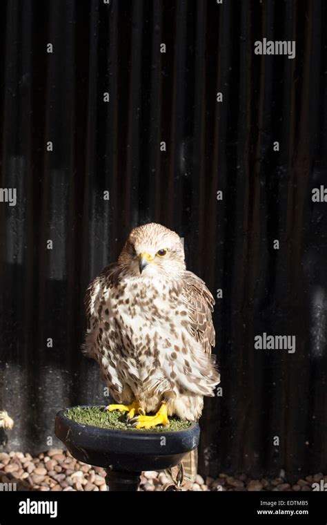 Juvenile Peregrine Falcon Stock Photo - Alamy