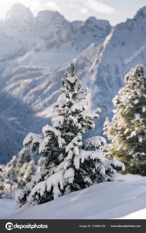 Snowy Mountains With Trees