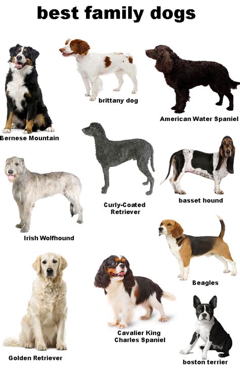 10 best family dogs medium - dogs centre