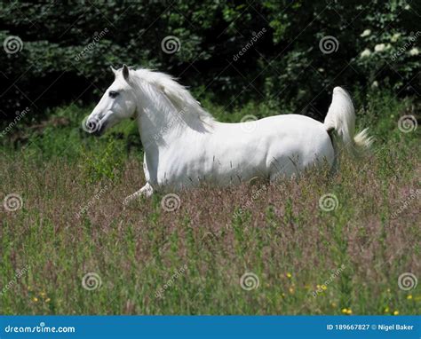 Beautiful Grey Horse stock image. Image of grazing, grass - 189667827