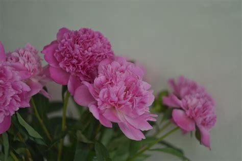 Premium Photo | Peony