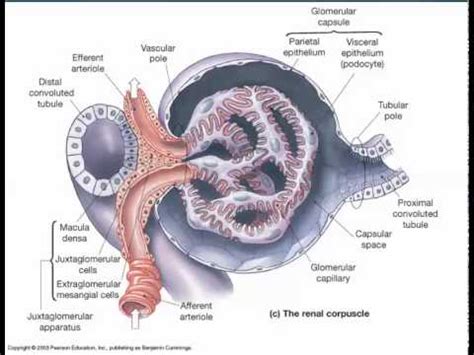 Juxtaglomerular complex - YouTube