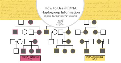 How to Use mtDNA Haplogroup Information in Your Family History Research – Family Locket