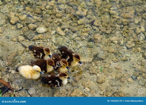 Photo of Baby Ducks Swimming in a Pond Stock Photo - Image of swimming, ducks: 192502170