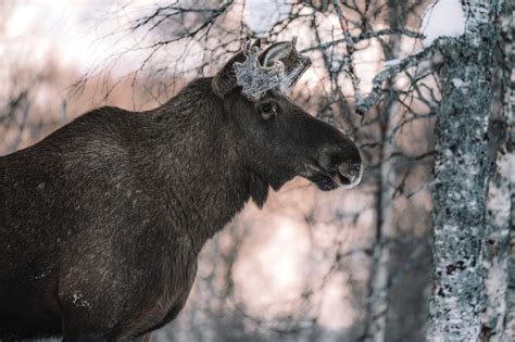 Norway's National Animal Explained - The Norway Guide