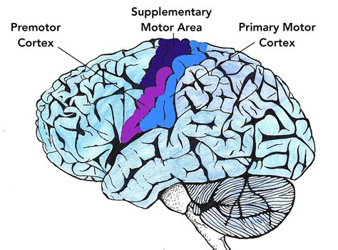 Motor Cortex Definition Psychology - impremedia.net