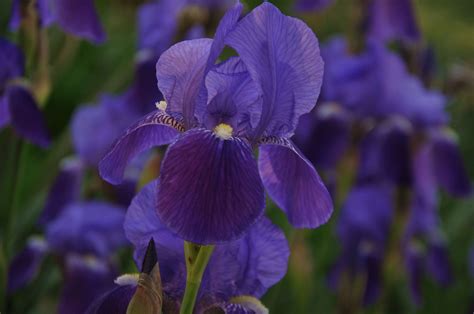 Tn state flower - Iris. Beautiful! | Flowers, Iris, Bloom