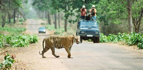 Best Time to Visit Tadoba National Park: Tour My India