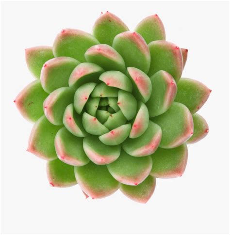 Clip Art Rosettes Succulents - Succulent Plant , Free Transparent ...