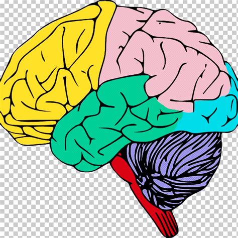 Human Brain Line Art Brain Human Drawing PNG, Clipart, Brain, Drawing ...