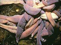 BBC NEWS | Science/Nature | Antarctic's weird worms face warming threat