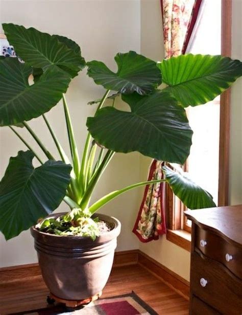 Elephant ear plant as a houseplant | My Plants for My Place | Elephant ear plant, Plants ...