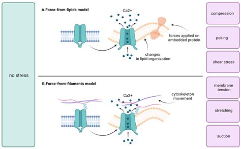 Membranes | Free Full-Text | Mechanosensitive Ion Channels and Their ...