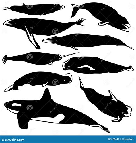 Whales In Vector Silhouette Royalty Free Stock Photography - Image: 9158647